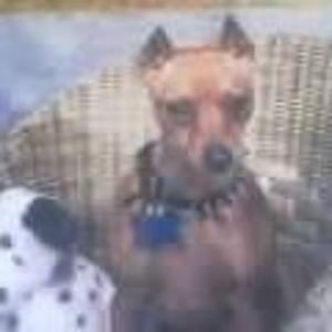 Meet your Posher, Patty